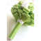 Fructe proaspete de fructe proaspete verde mireasa care deține flori - Pagină 2